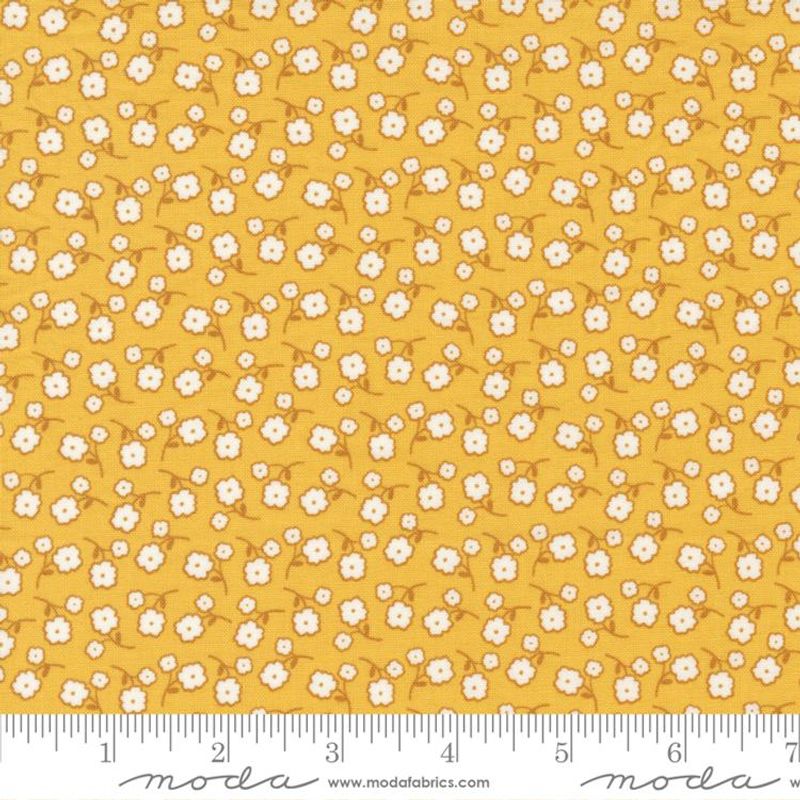 Zinnia yellow 50 cm